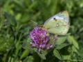 Colias hyale (Orman Azameti)